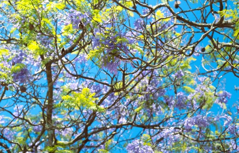 Tourism Solar - a tree filled with lots of purple and green flowers