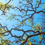 Certificates Solar - the branches of a tree with purple flowers against a blue sky