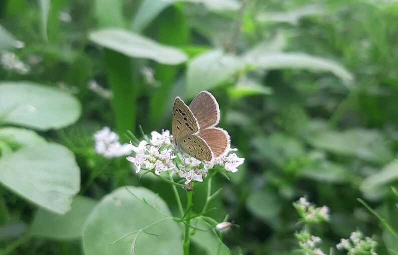 Maintenance Tips - a brown butterfly sitting on a white flower