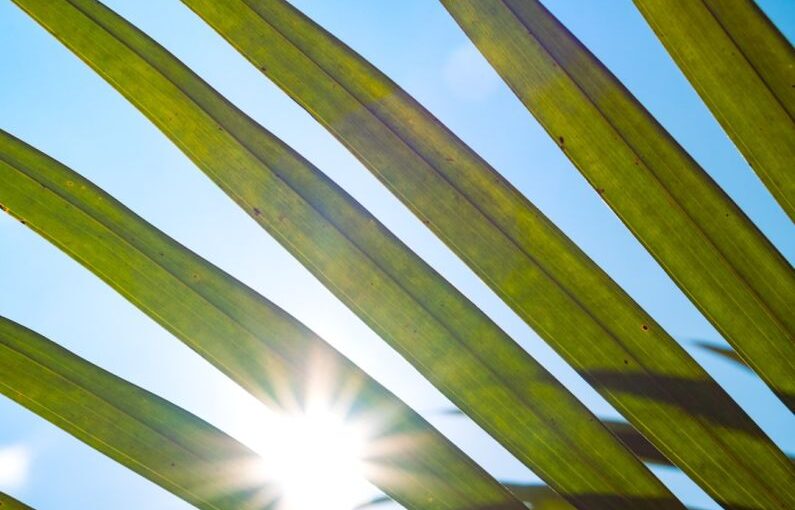 Tourism Solar - the sun shines through the leaves of a palm tree
